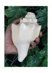 Ashirwad Genuine Blowing Shankh Vamavarti Dattatreya - Puja Ritual Shankhna.... Fixed Price $198.62.